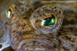 A face only a mother could love. C-O sole 100mm macro +5 ... by Marc Damant 
